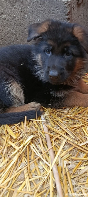Németjuhász kiskutyák Torzskonyves szülőktől Tk nélkül  - kép 5