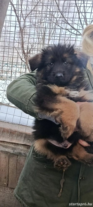 Németjuhász kiskutyák Torzskonyves szülőktől Tk nélkül  - kép 3