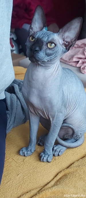 Szfinx kiscica - kép 2