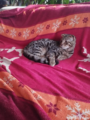 Skót lógófülű cicus - kép 4