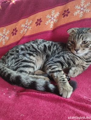 Skót lógófülű kandúr - kép 4