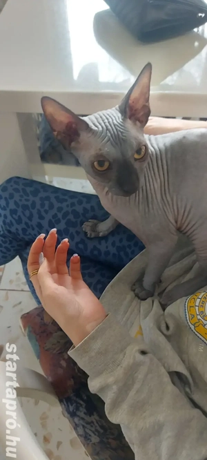 Szfinx kiscica - kép 3