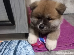 Japán  akita inu  szuka kiskutya eladó