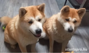 Japán  akita inu  szuka kiskutya eladó - kép 2