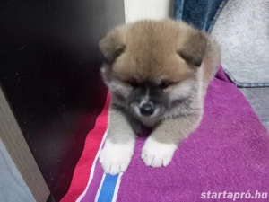 Japán  akita inu  szuka kiskutya eladó - kép 3