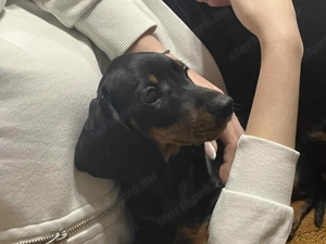 Eladó tacskó kiskutya!!! - kép 3