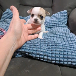 Mini csivav kislány - kép 2