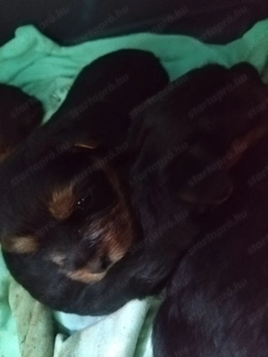 Yorki kislány kutyusok