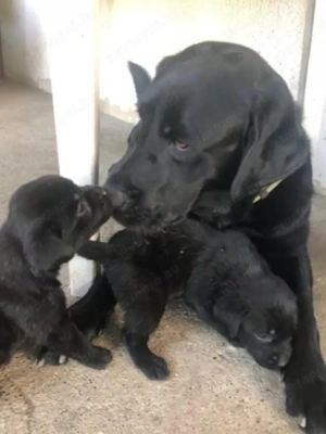Labrador kiskutyák  - kép 3