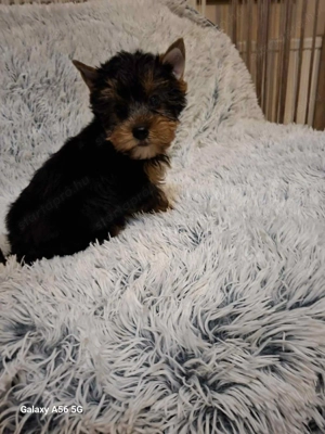 Yorkshire terrier kiskutyák - kép 2