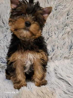 Yorkshire terrier kiskutyák