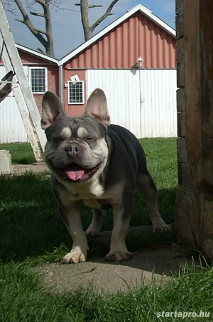 Lila & Tan Mascles színű Francia bulldog kan - kép 2