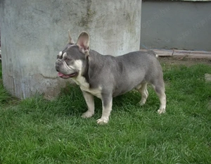 Lila & Tan Mascles színű Francia bulldog kan - kép 4