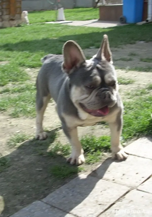 Lila & Tan Mascles színű Francia bulldog kan - kép 5