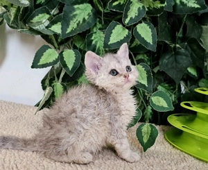 Eladó Selkirk Rex göndör szőrű cica baba. - kép 2