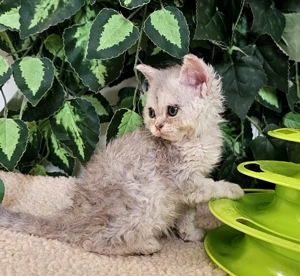 Eladó Selkirk Rex göndör szőrű cica baba. - kép 4