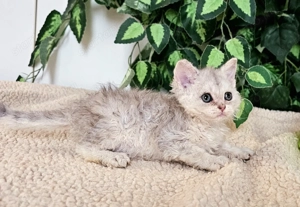 Eladó Selkirk Rex göndör szőrű cica baba. - kép 3