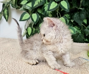 Eladó Selkirk Rex göndör szőrű cica baba. - kép 8
