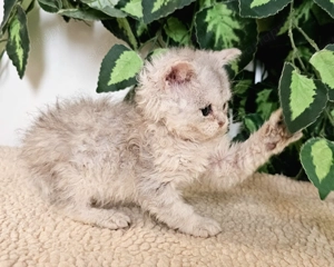 Eladó Selkirk Rex göndör szőrű cica baba. - kép 6