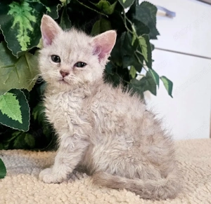 Eladó Selkirk Rex göndör szőrű cica baba - kép 5