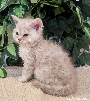 Eladó Selkirk Rex göndör szőrű cica baba - kép 2