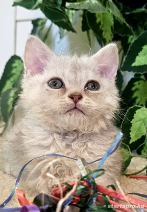 Eladó Selkirk Rex göndör szőrű cica baba - kép 3