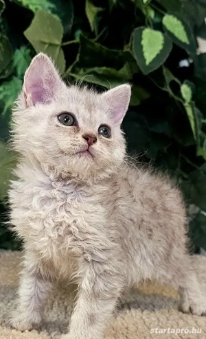 Eladó Selkirk Rex göndör szőrű cica baba - kép 4