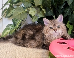 Eladó Selkirk Rex Longhair göndör szőrű kisl ny. - kép 9