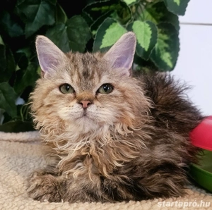 Eladó Selkirk Rex Longhair göndör szőrű kisl ny. - kép 4
