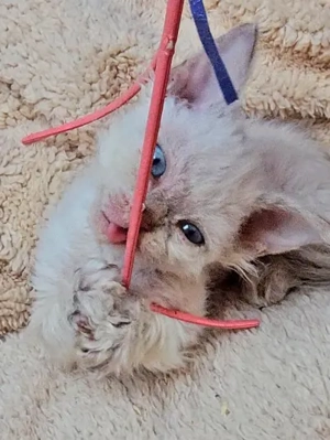  Selkirk Rex göndör szőrű cica babák foglalhatóak. - kép 4