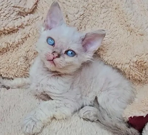  Selkirk Rex göndör szőrű cica babák foglalhatóak. - kép 6