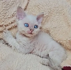  Selkirk Rex göndör szőrű cica babák foglalhatóak. - kép 5