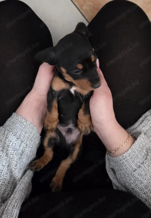 Fajta Tiszta Törpe Tacskó