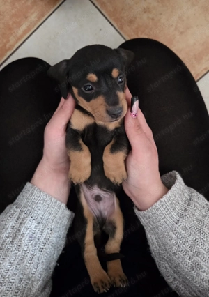 Fajta Tiszta Törpe Tacskó - kép 2