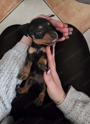 Fajta Tiszta Törpe Tacskó - kép 3