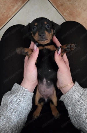 Fajta Tiszta Törpe Tacskó - kép 4