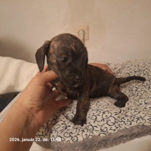 Francia Bulldog, Tacsi keverék szuka kölyök