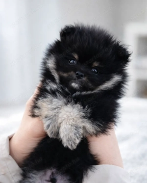 ritka szép pomi pomerániai törpespitz 