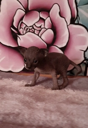 Szfinx kismacska eladó - kép 4