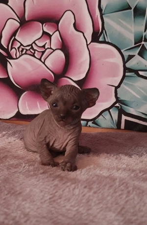 Szfinx kismacska eladó