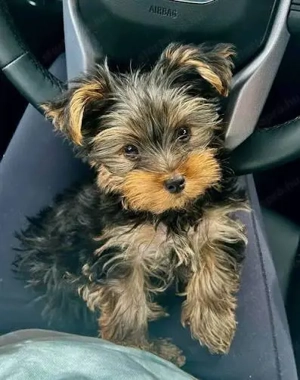 Extra mini yorki lány 