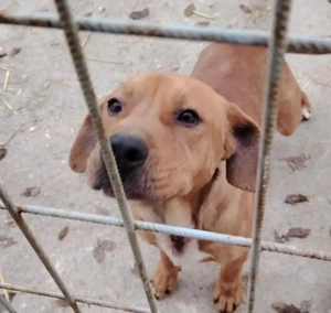 Jászladányi ebrendészeti telep gazdakeresői - kép 10