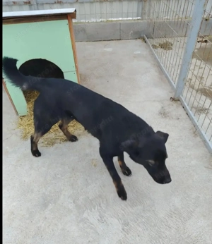 Jászladányi ebrendészeti telep gazdakeresői - kép 8