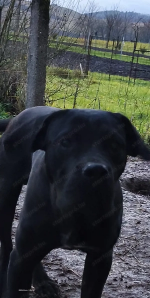 Cane corsok gazdisodnának  - kép 3