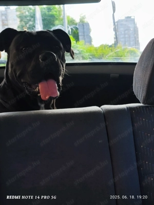 Cane corsok gazdisodnának  - kép 2