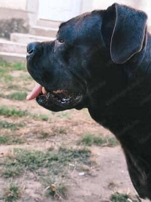 Cane corsok gazdisodnának 