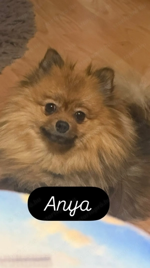 Törpe spicc kiskutya :)  - kép 2