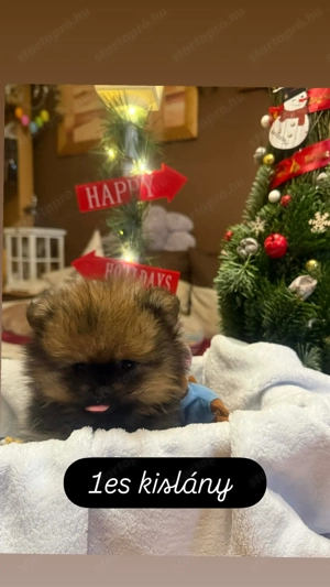 Törpe spicc kiskutya :)  - kép 3