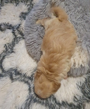 Maltipoo kiskutyák 3.oltással-chippel - kép 5