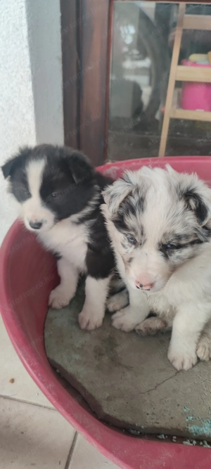  Bordel Collie kan kiskutyusok. - kép 5